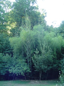 Bamboo provides cover for nesting birds, shelter from the weather, and a steady supply of insects to eat. Deer never touch it.