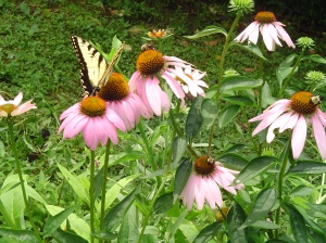 Echinacea, or Purple Coneflower, is a favorite of nectar loving insects. A perennial, it is rarely touched by deer and grows more vigorous each year.