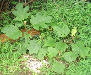 Oackleaf Hydrangea, "Snow Queen", is known to be highly resistant to grazing by deer.  This is only in the ground for a month from a 1 gal. pot.  Of the three planted in this corner of the yard, 1 has been grazed back to the stems by hungry deer.