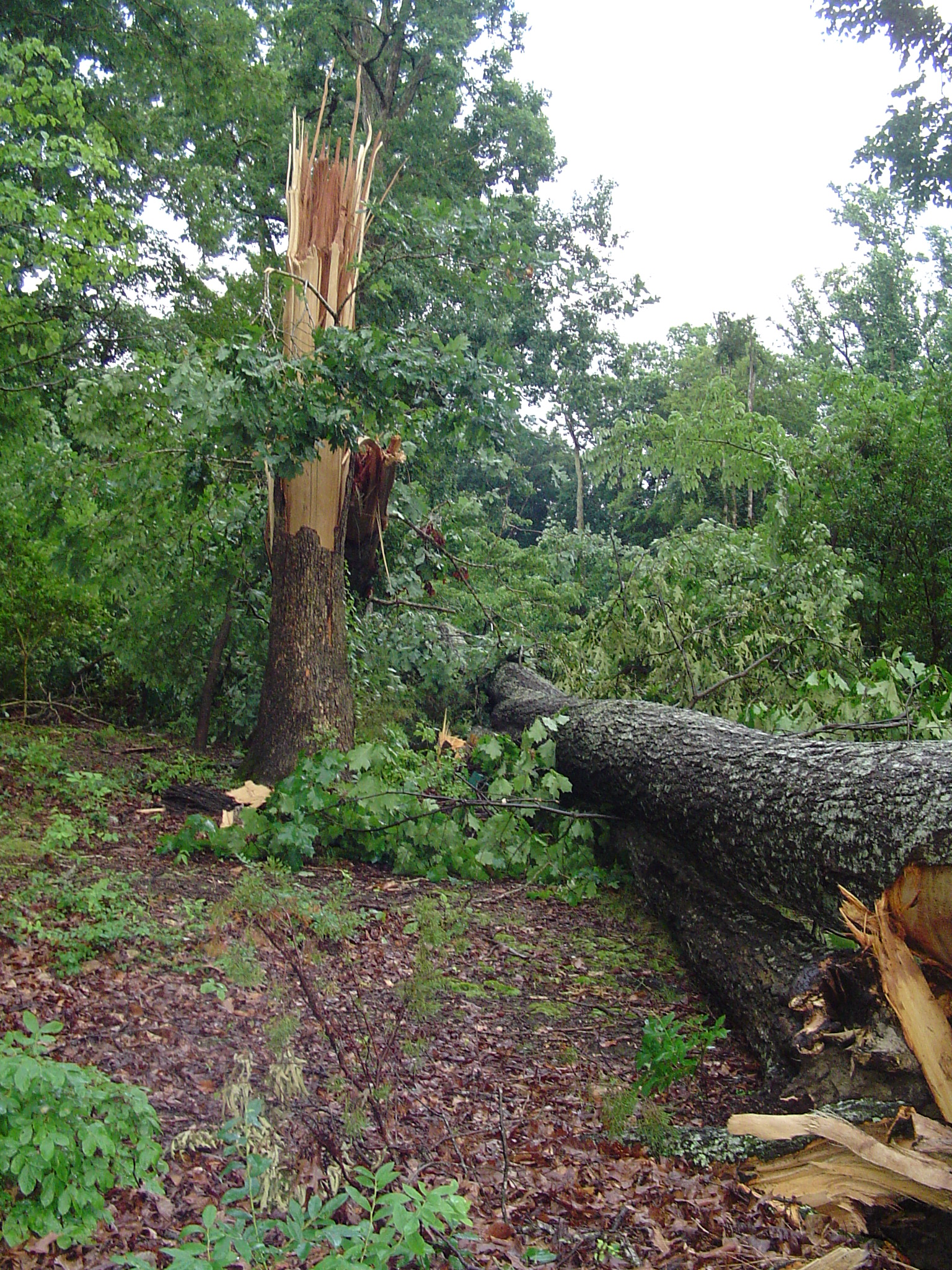 June 13 storm damaged trees 004