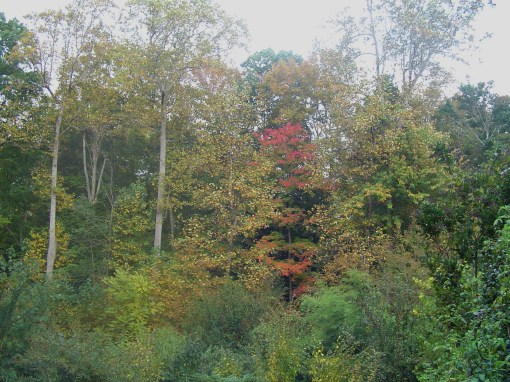 the ravine in fall