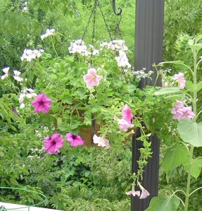 A hanging basket of petunias and geraniums draws butterflies to this deck garden.