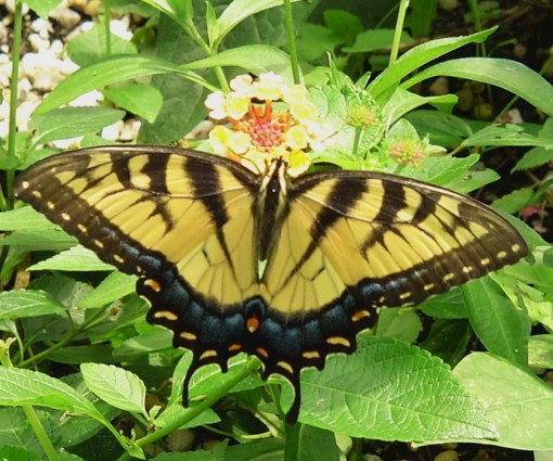 The Eastern Tiger Swallowtail on Lantana