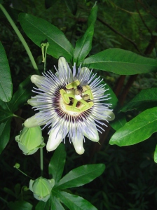 The Passion Fruit vine can grow up to 50' a year and produces edible fruit. Grown throughout warm climates, this perennial vine is beautiful and productive.