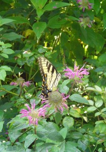 Tiger Swallowtail on Monarda.