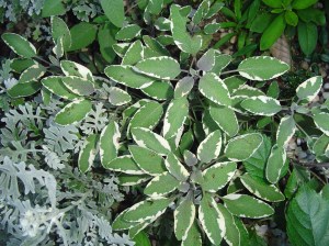 Tri-colored sage is a tender perennial which usually survives the winter in Zone 7b