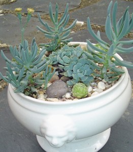 These succulents live in a pot with no drainage.  There are two inches of gravel in the bottom of the pot, and it is watered sparingly.