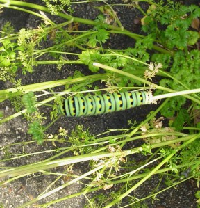 A beautiful caterpillar has been munching the parsley.  He will soon join the butterflies living in the garden.