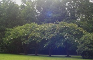 Another view of the Crepe Myrtles at the Kingspoint Clubhouse, this time with orbs.