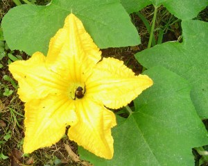 A male squash flower with a bee collecting pollen.