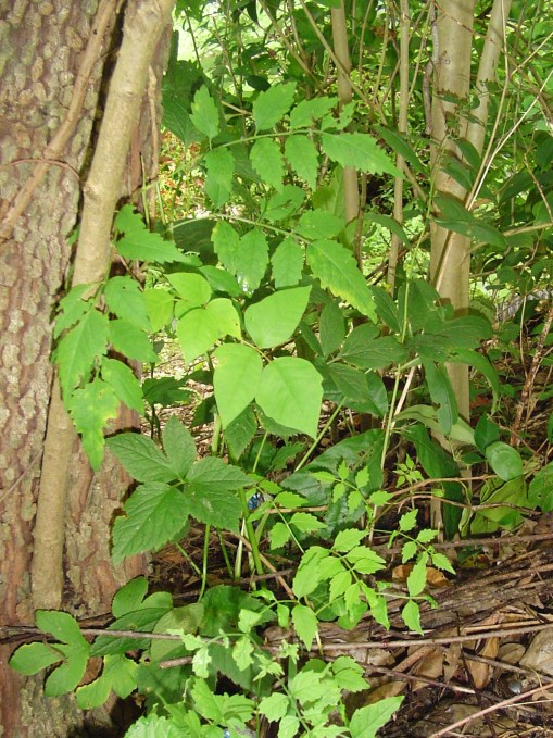 Trumpet Vine and Poison Ivy both try to get a start up the trunk of this Dogwood tree, under a thicket of shrubs.