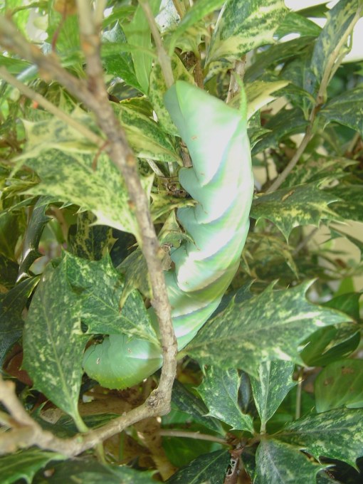 The largest caterpillar I've ever seen is munching my Osmanthus goshiki shrub.  It has been identified by Bostjan Dvorak as Manduca rustica.