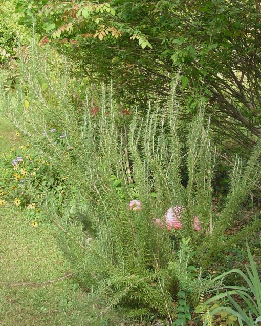 Rosemary can grow into a nice sized evergreen shrub over several years.