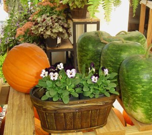 A display at Homestead Garden Center.