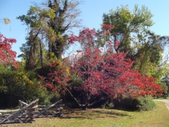 Dogwood trees at the Yorktown battlefields