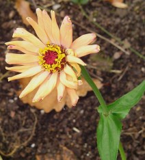 Will this be the last Zinnia of the season?