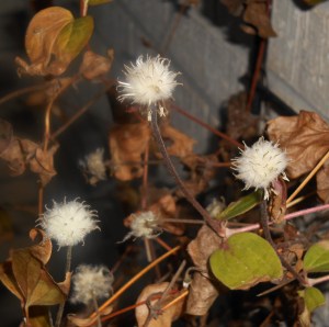 Clematis seed heads, growing in the pots on our patio.