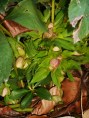 Hellebores ready to bloom