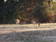 White tail deer grazing beside the Colonial Parkway ignore traffic.