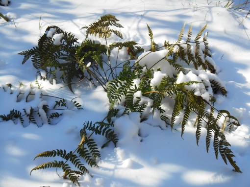 Autumn fern in our garden stands up even to this winter's frigid temperatures and snow.