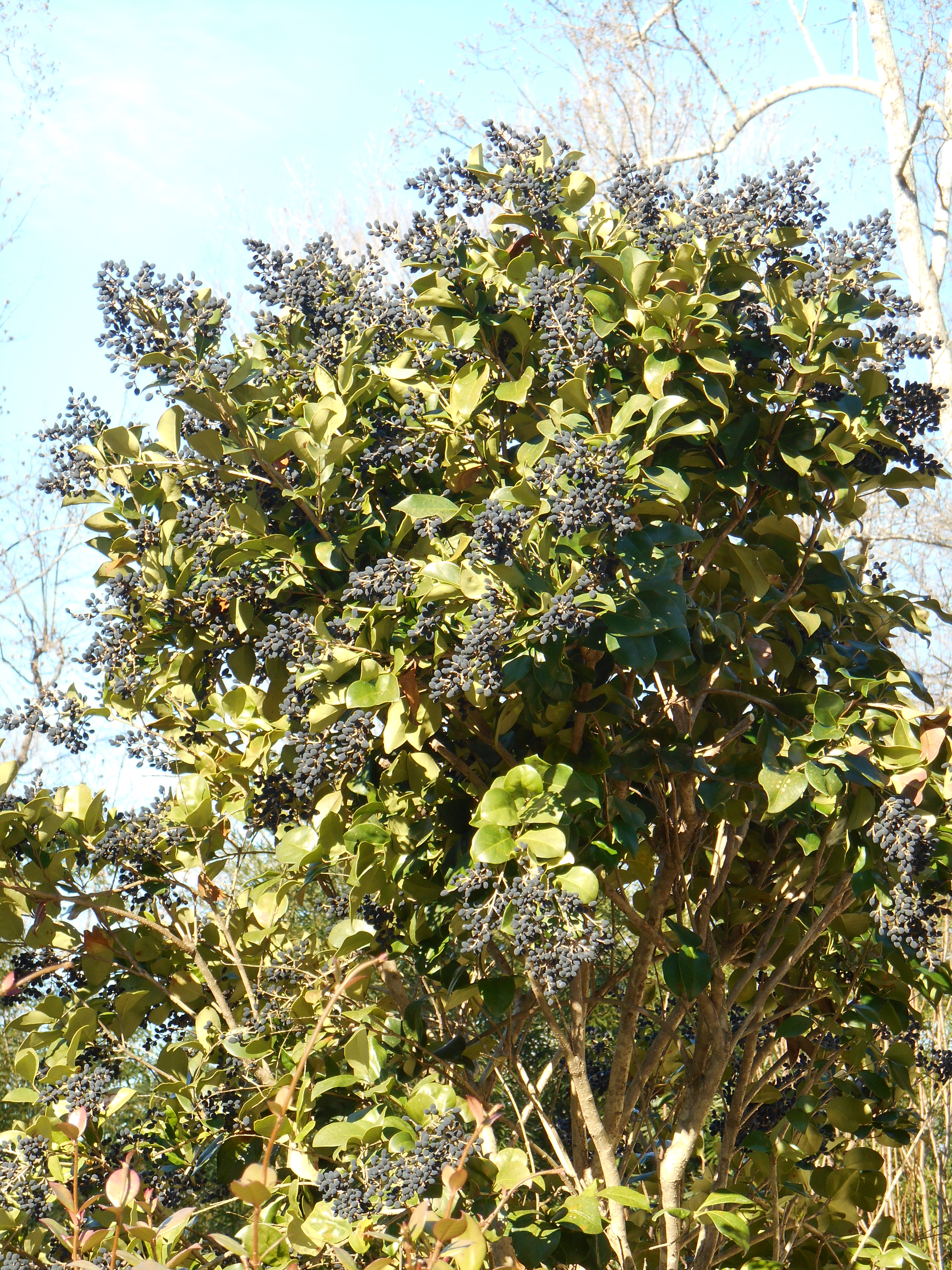 Image of Japanese privet tree in winter