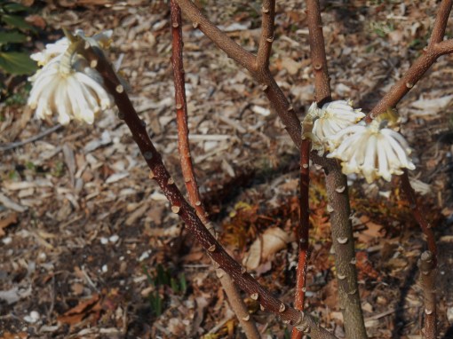 Our Edgeworthia open and fragrant, now, on March 15.