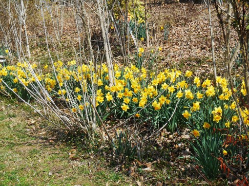 March 22, 2014 daffodils 008