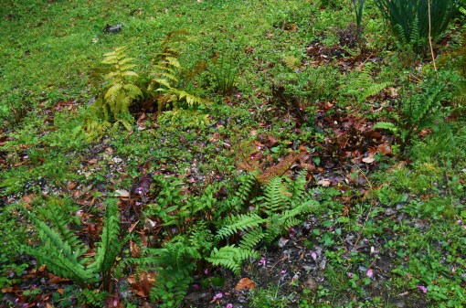 Our "fern garden" is on a very shady slope.  Little else grows here successfully, partly because deer who slip into the yard are drawn here to graze.