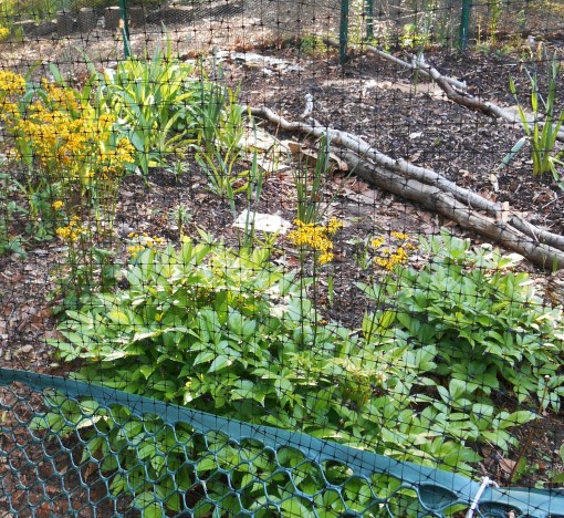 This Hugelkultur bed is full of healthy strawberry plants, and has peas planted on a little trellis.  This area is a steep drop off, but my friends leveled it with downfall wood to construct this bed.