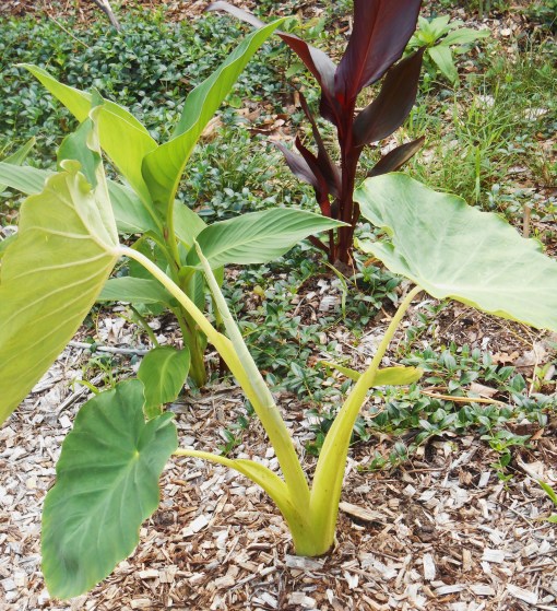 The Colocasia on June 20.  See how fast it is growing?  These are heavy feeders.  If you plant them, amend the soil, keep them moist, and feed every few weeks for the most impressive growth.