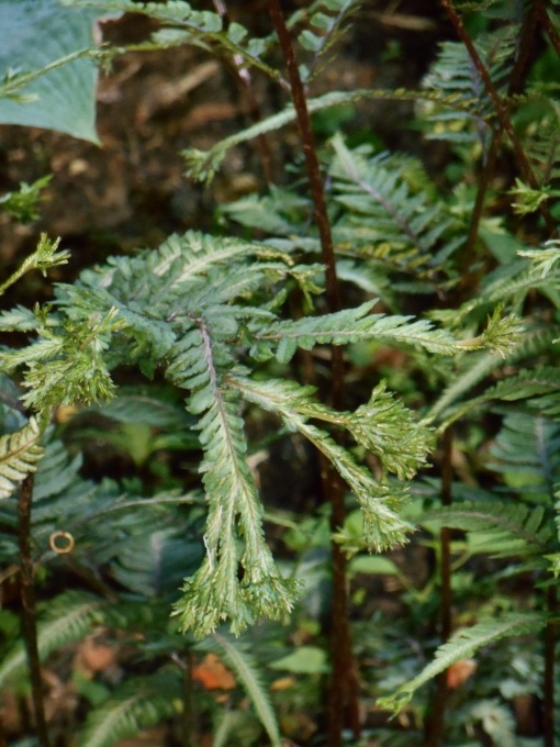 Athyrium, a Japanese Painted Fern.  I believe this is an unusual cultivar known as "Ocean's Fury" and introduced in 2007.  This is a hardy deciduous fern. 