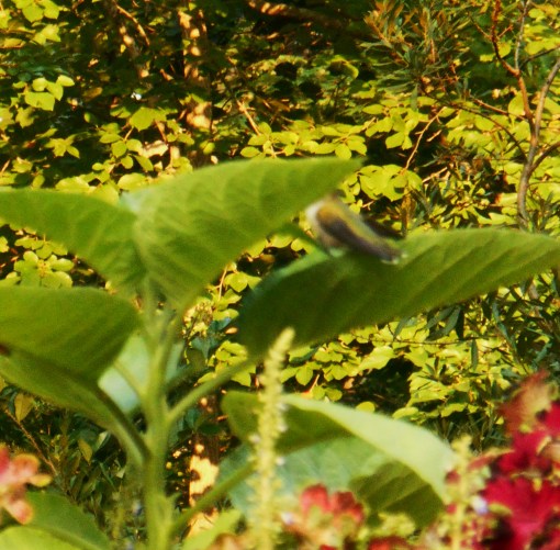 July 20, 2014 hummingbird 013