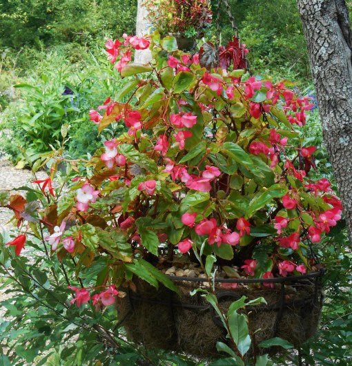 This basket of mixed Begonias and fern hangs in a Dogwood in partial shade. These Begonias are fairly sun tolerant, but we've still had some burned leaves during these last few very hot weeks. This basket needs daily watering when there is no rain.