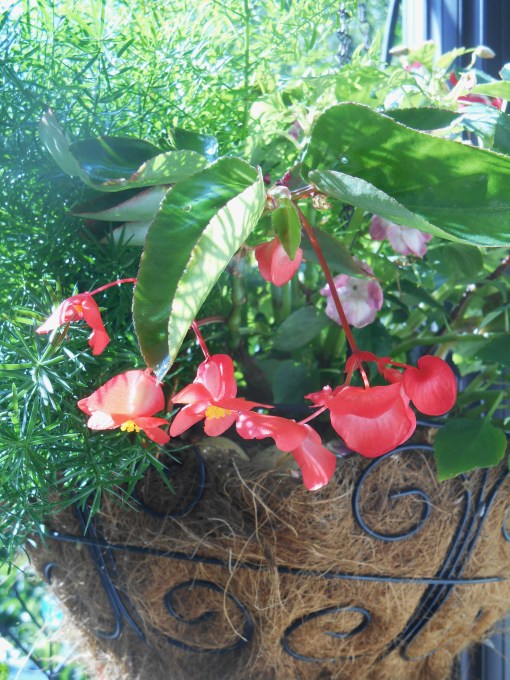 A basket of Asparagus fern and Begonia hangs near the house on our back deck.  Normally shaded, here it basks in late afternoon sunshine.