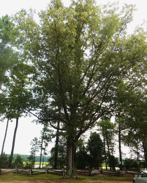 This Oak stands at the edge of the Visitor Center parking area, along the entrance to the loop road.
