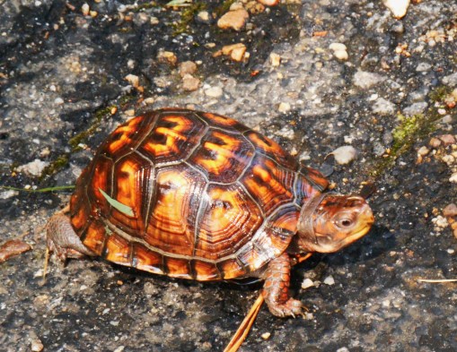 This beautiful Eastern Box Turtle was bravng the quiet morning on Jamestown Island.