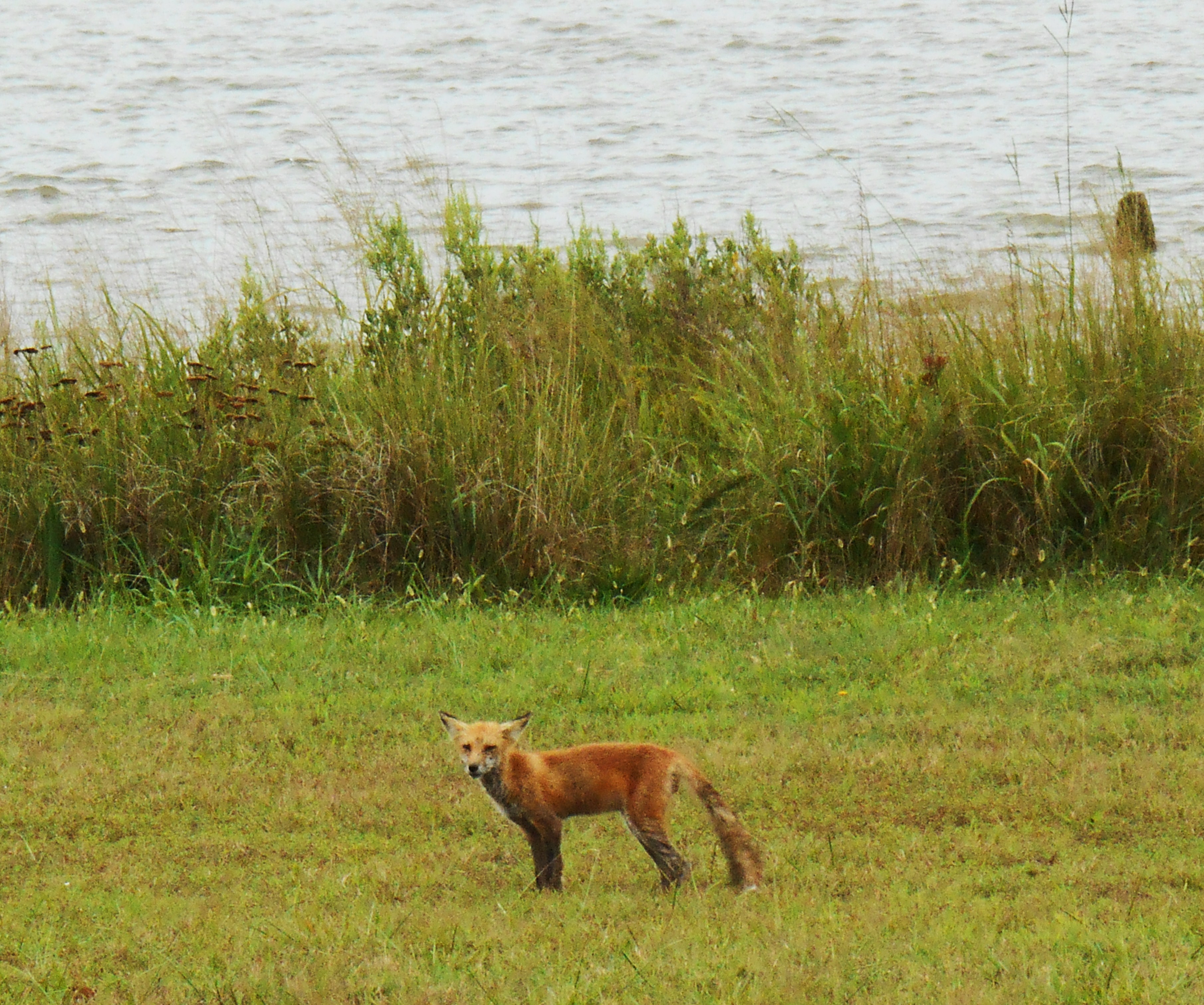 The fox who came out near Jamestown  Island this afternoon.