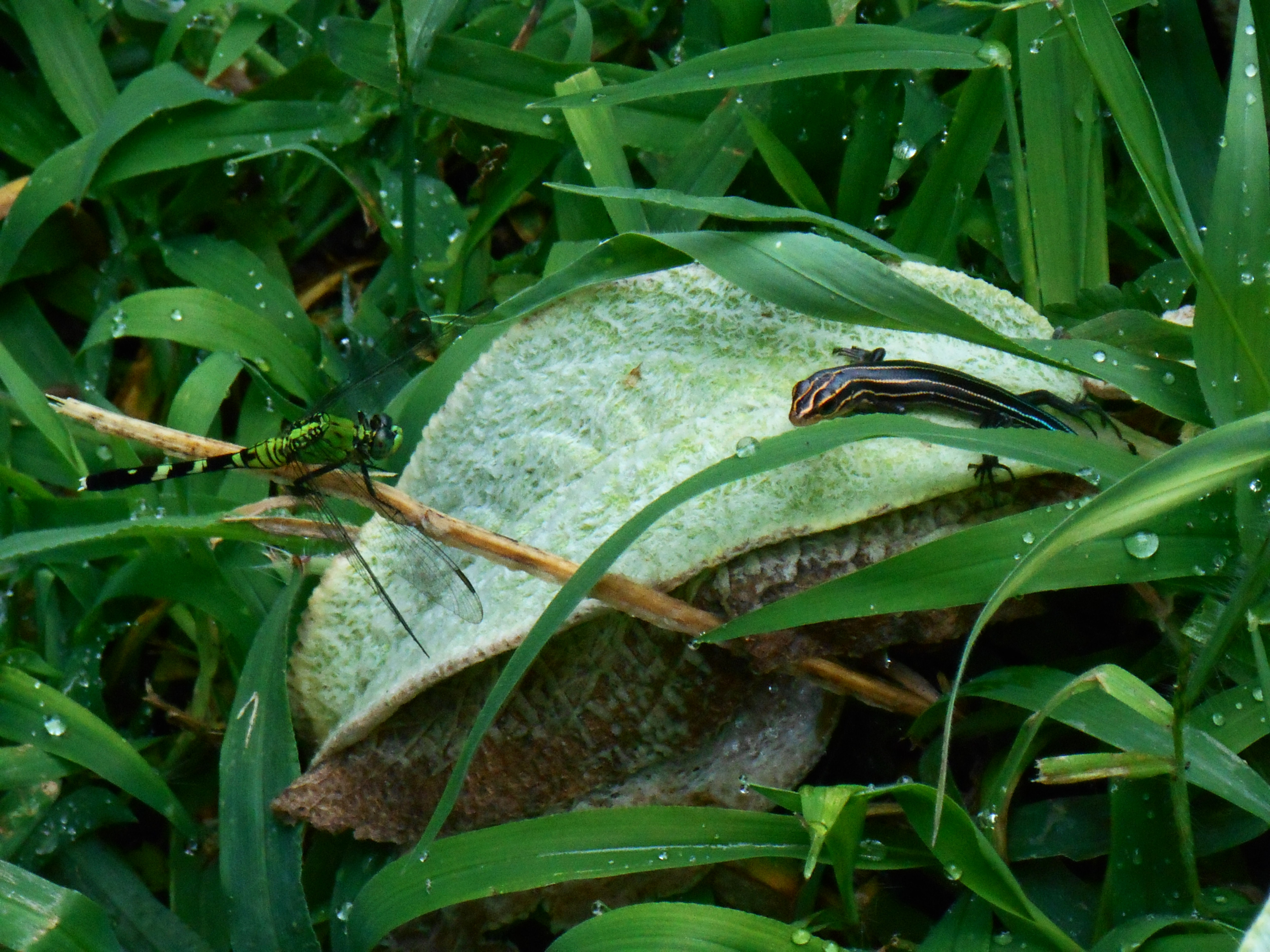 A dragonfly and Five Line Skink meet on a leaf of Lamb's Ears.  