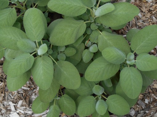 Salvia officinalis, 'Berggarten'