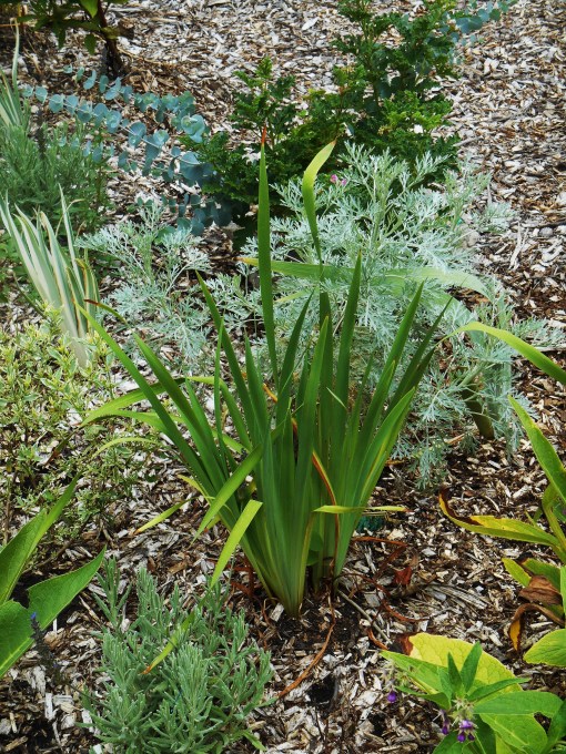 Siberian Iris, a gift from a dear friend, in a sunny garden