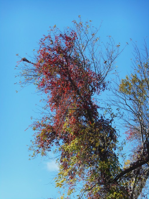 Virginia Creeper lights up this tree on the Colonial Parkway