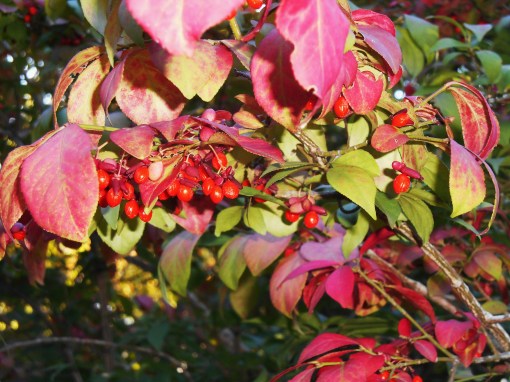 Birds enjoy the Euonymus berries, and we enjoy its scarlet leaves.