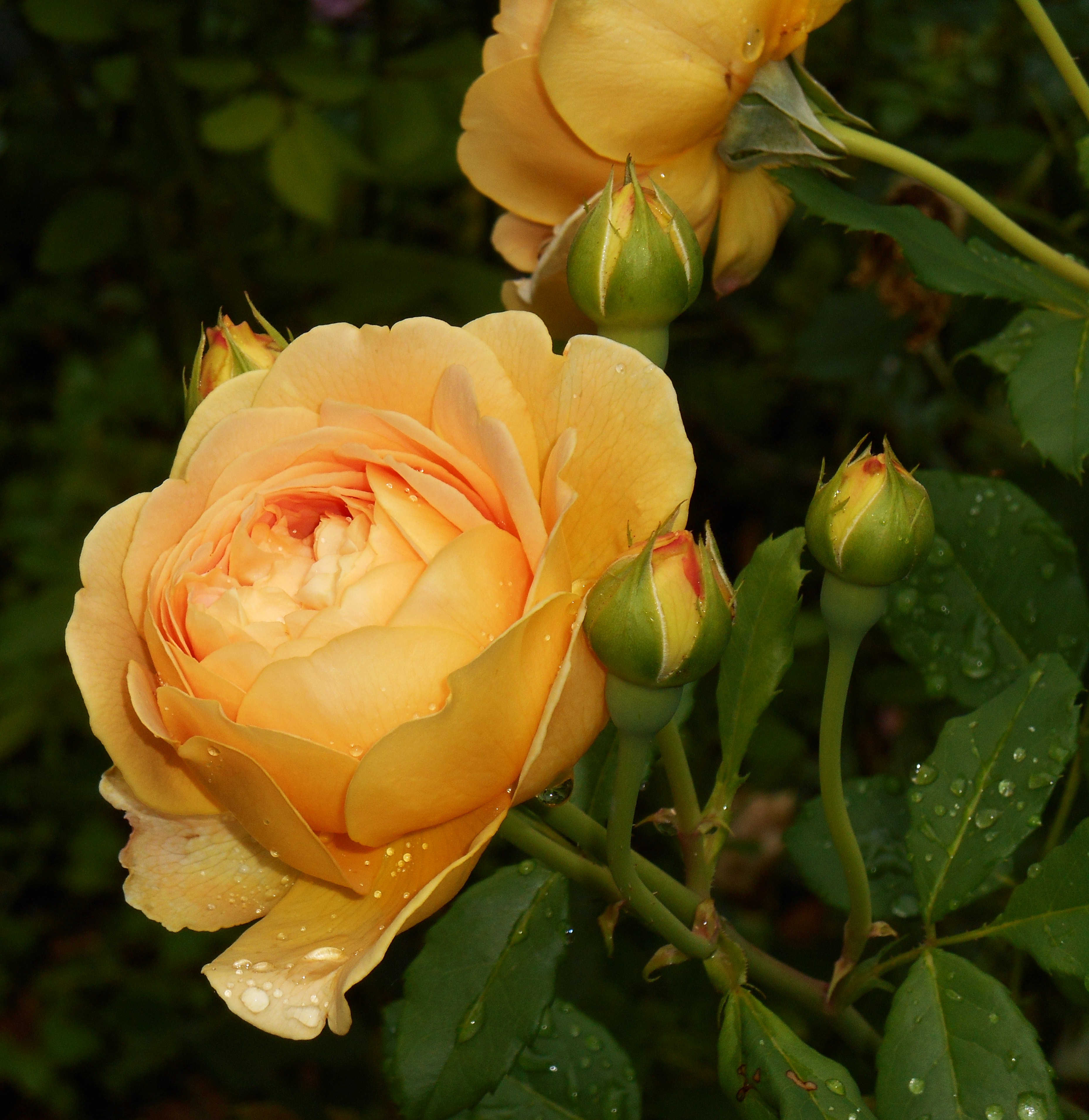 Rosa golden