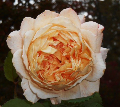 Rose, "Crown Princess Margareta" by David Austen.