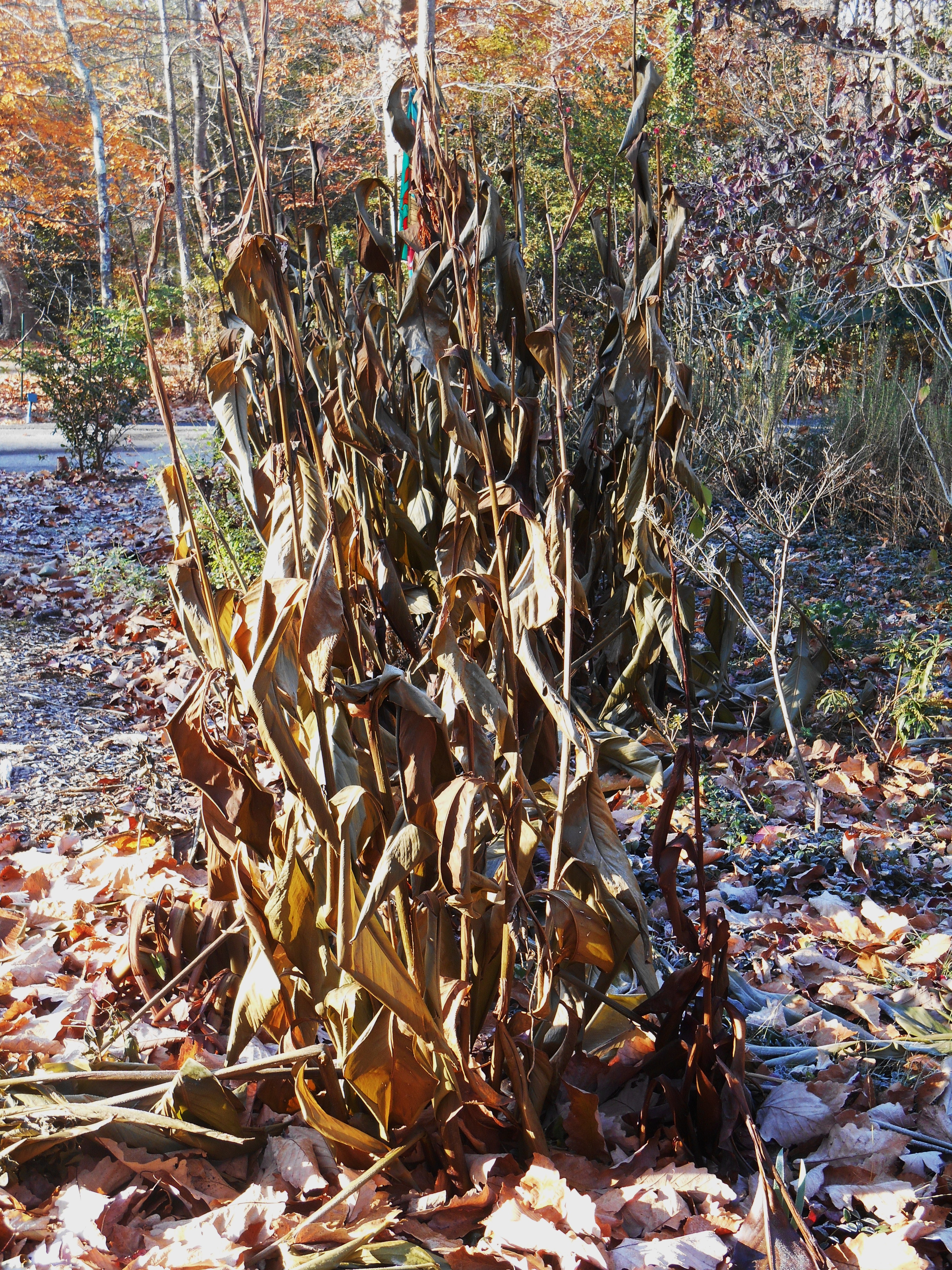What remains of the Cannas