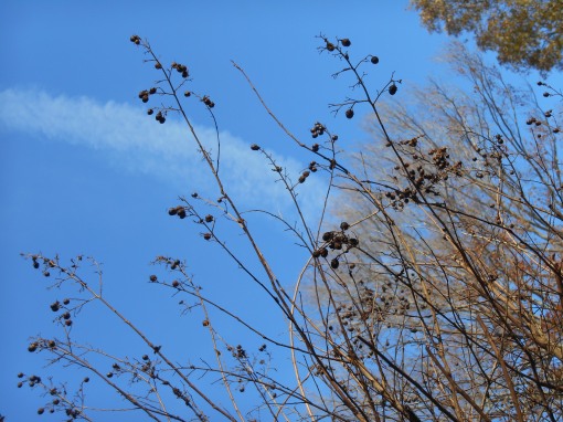 Crepe Myrtle seeds feed many species of birds through the winter.  Prune in mid-spring, before the leaves break in April.