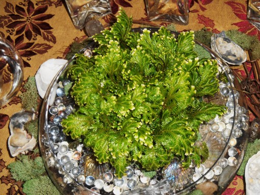 Moss fern will thrive here in bright, indirect light.  It is in a "semi-terrarium;" partly, but not fully grown in glass.