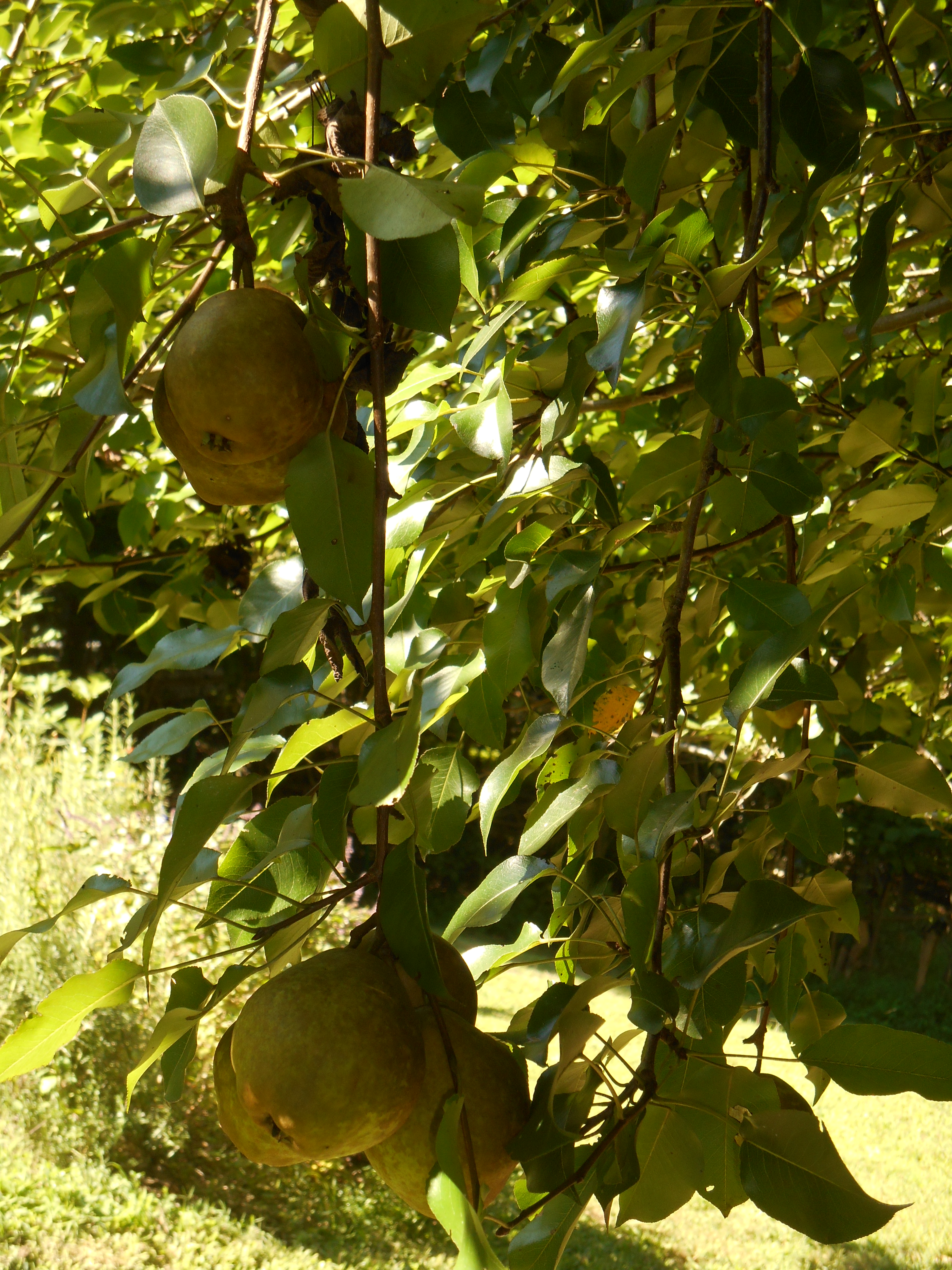 Our pear crop, August 2014