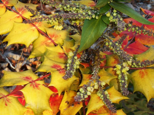 Mahonia in January. The leaves sometimes change color in response to cold weather, but the yellow flowers still welcome pollinators.