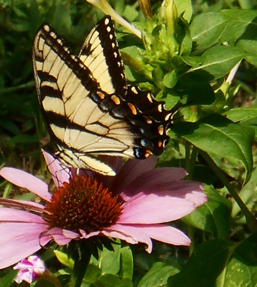 July 2014, an Eastern Tiger Swallowtail enjoys the Echinacea.